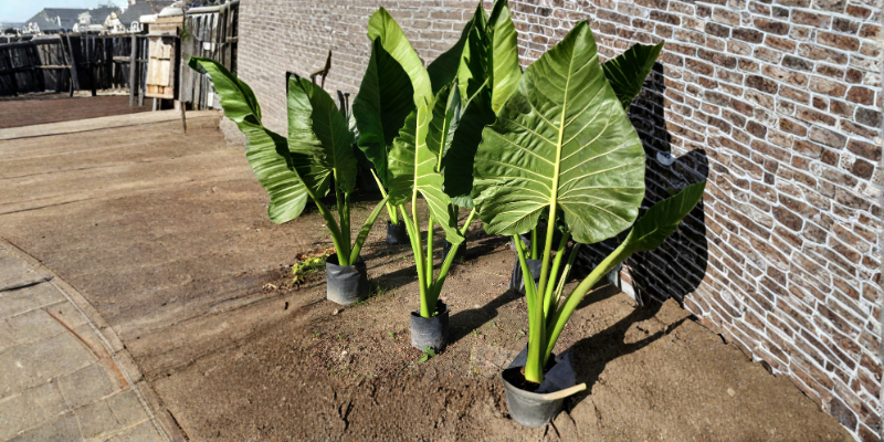 Grow and Care for Alocasia Odora