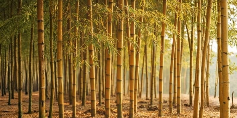 golden bamboo, golden bamboo growth rate