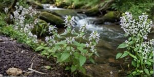 Bugleweed , Bugleweed Ground Cover