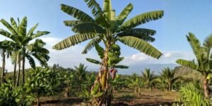 banana tree, banana tree plant