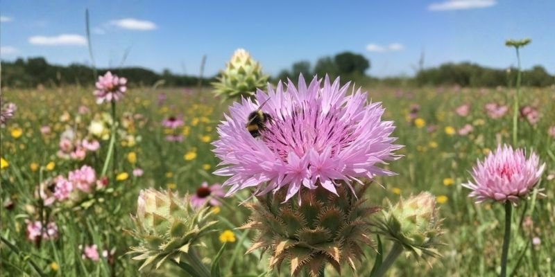 American Basket Flower