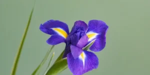 Bearded Iris Care Guide