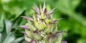 Bear's Breeches, Bears Breeches