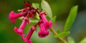 Beardtongue ,Penstemon