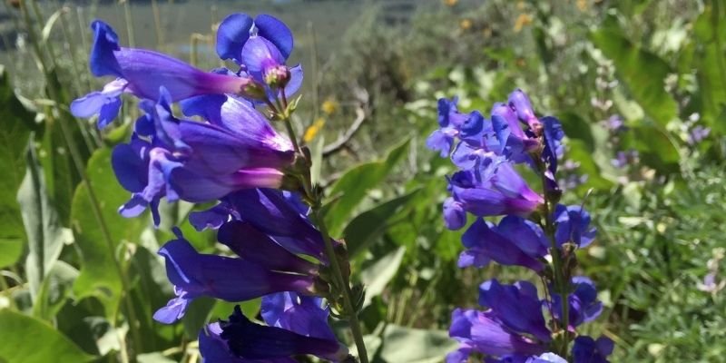Beardtongue ,Penstemon
