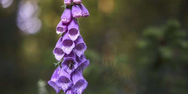 Beardtongue ,Penstemon
