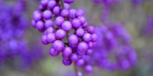 Beautyberry, Beauty berry